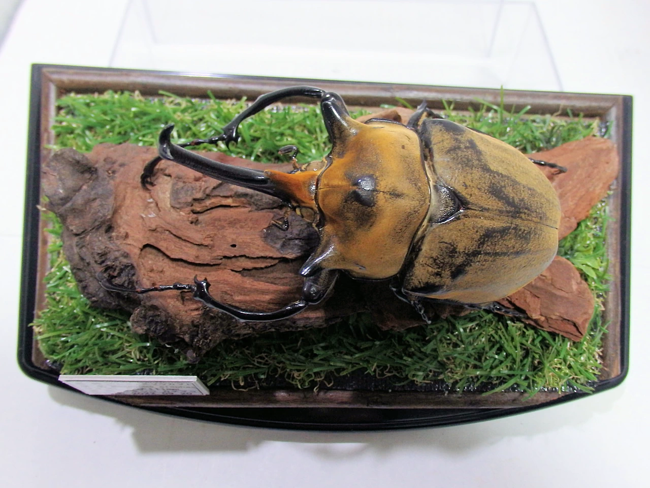 エレファスゾウカブト♂111mm ジオラマ標本 | オオクワ京都昆虫館 