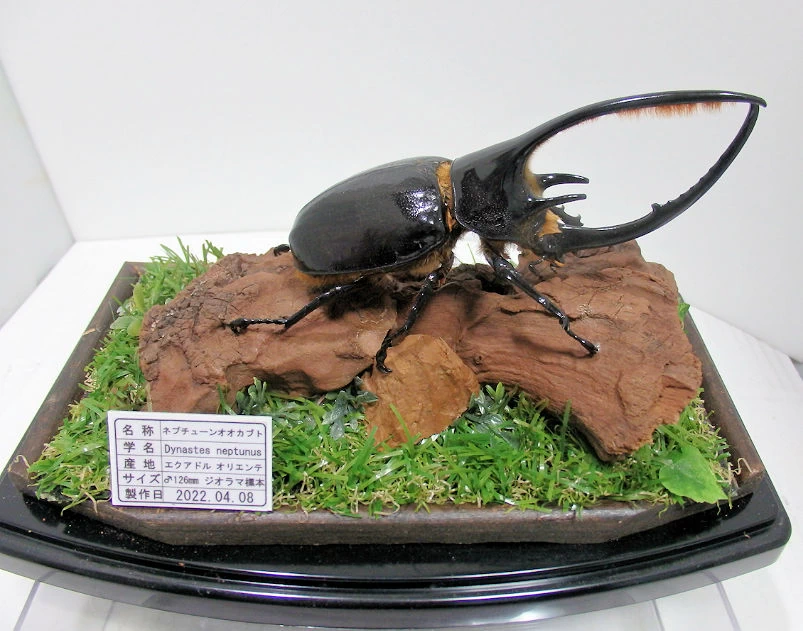 ネプチューンオオカブト♂126mm ジオラマ標本 | オオクワ京都昆虫館 