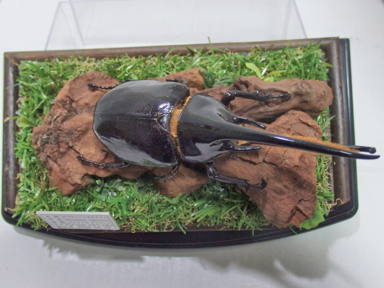 ネプチューンオオカブト♂126mm ジオラマ標本 | オオクワ京都昆虫館 