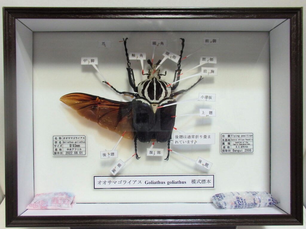 オオサマゴライアスハナムグリ♂93mm 模式標本　片側飛翔標本