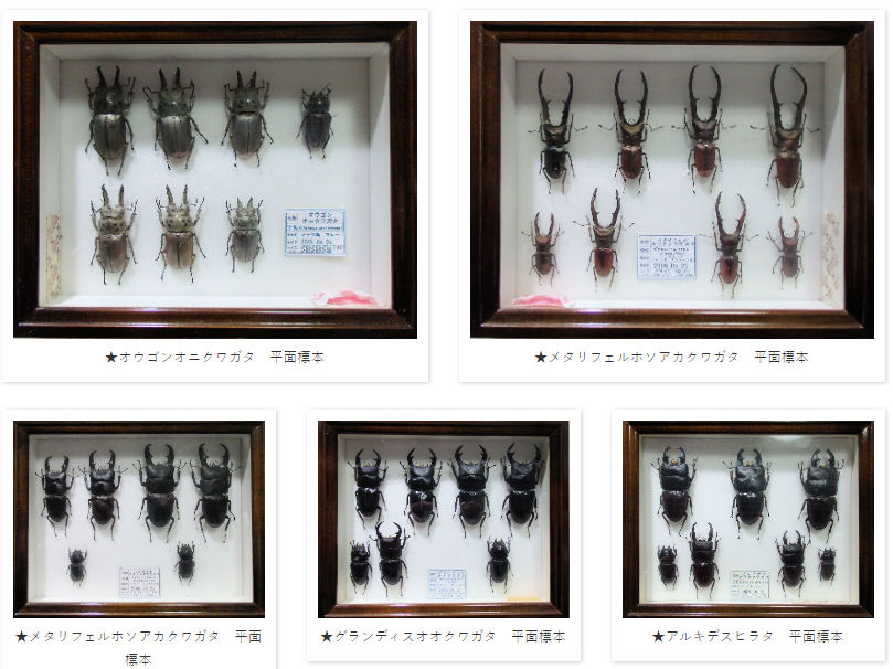 ドイツ標本箱(小) 平面標本 5点セット03 | オオクワ京都昆虫館 