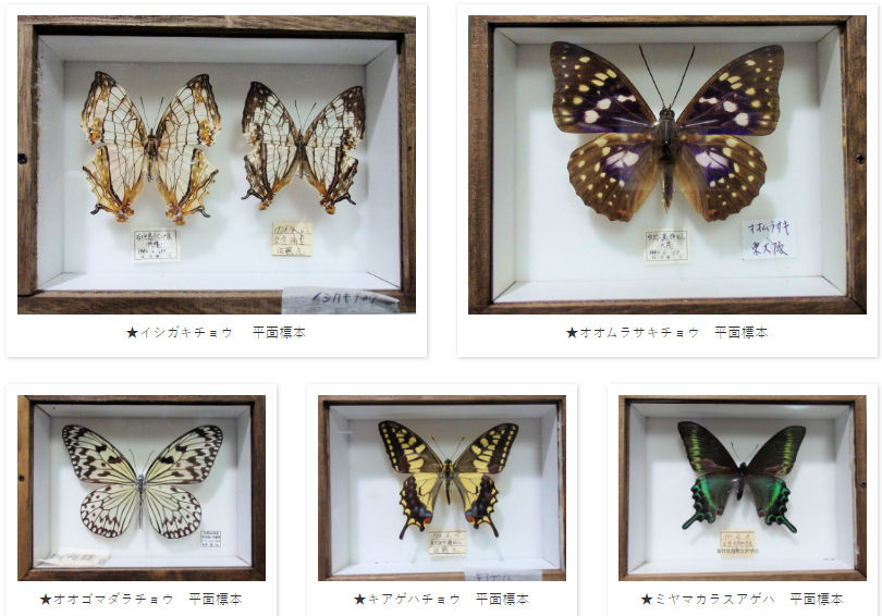 パターンA 簡易木製標本箱 平面標本5点セット04 | オオクワ京都昆虫館 